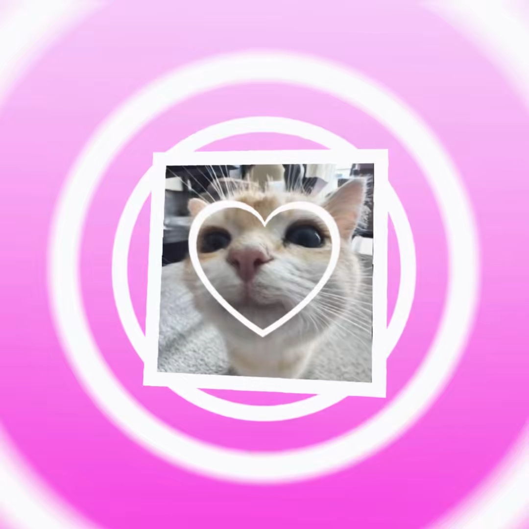 고양이 🐱 