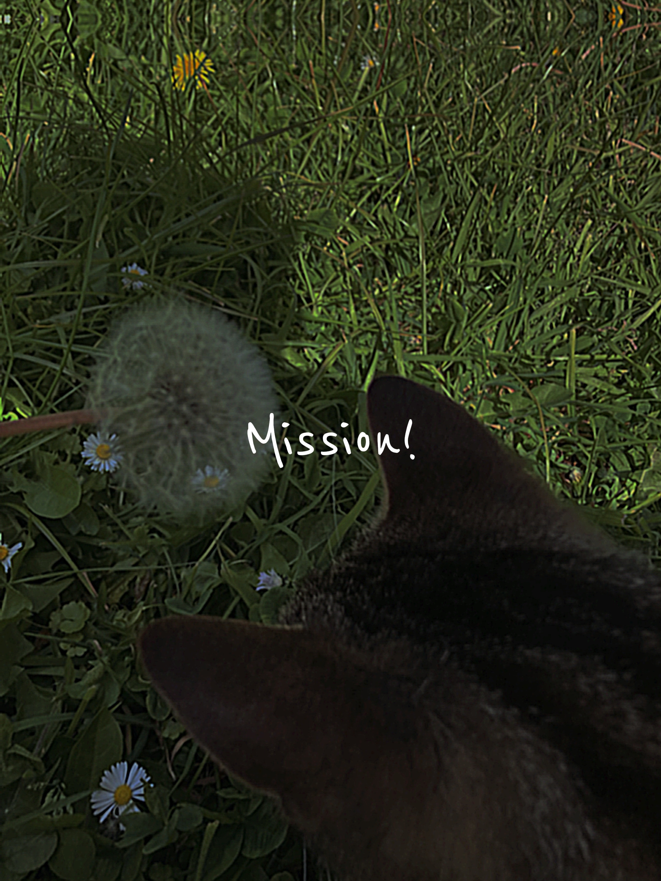 More cats! .