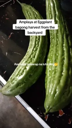 Ampalaya at eggplant