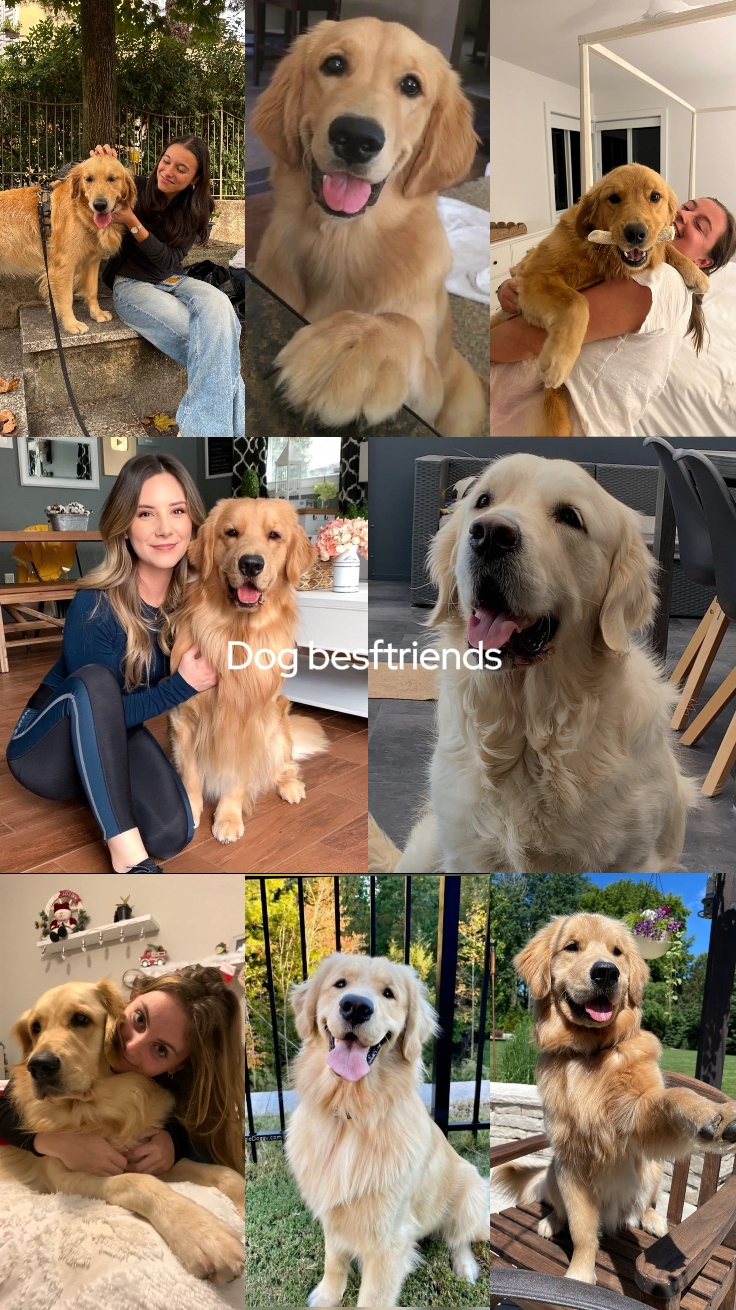 dog besftriends 