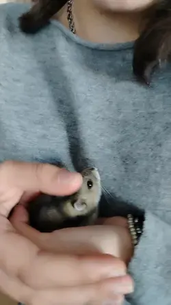io li amo.
