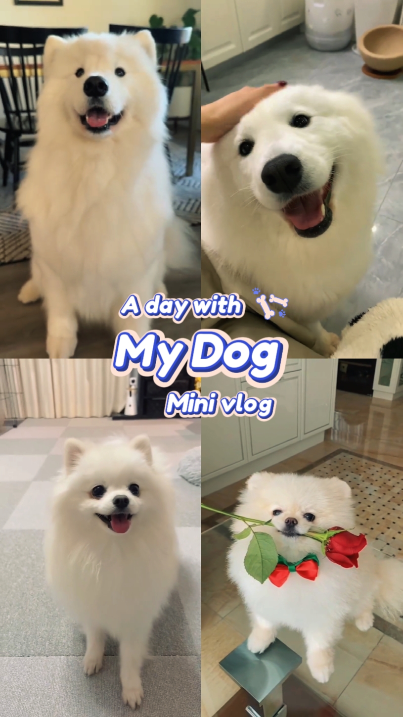 Meu cachorro minivlog