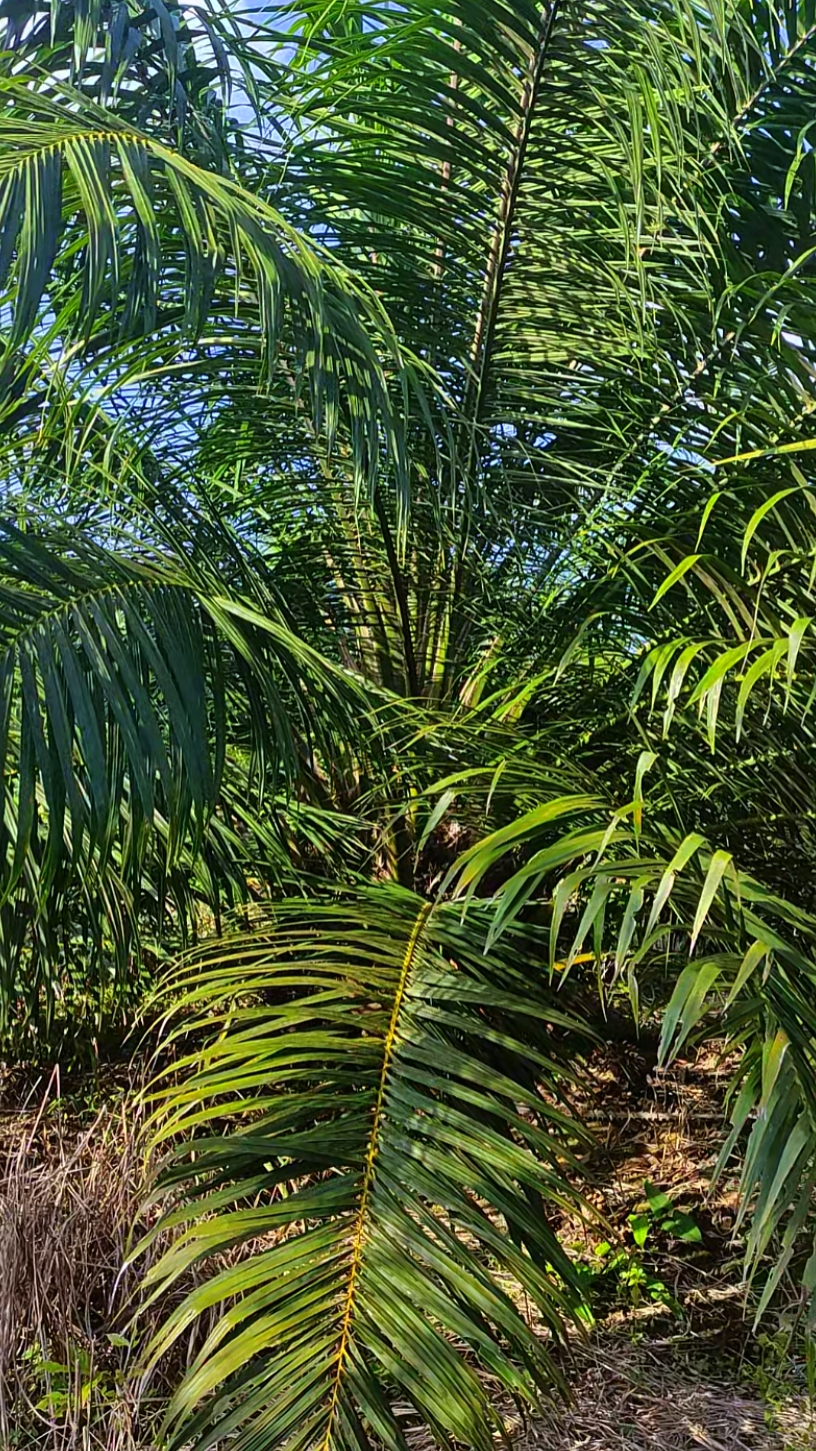 Petani Sawit 