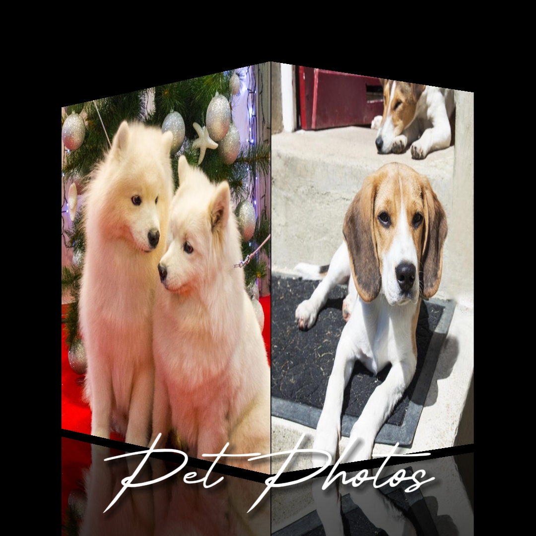 Cube Effect for Pets