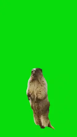 marmot scream