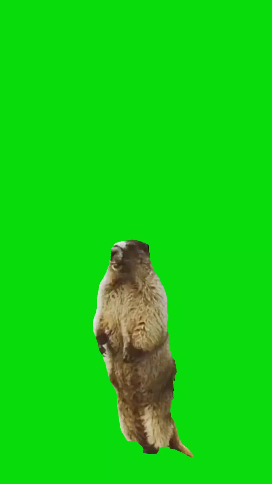 Grito de marmota 