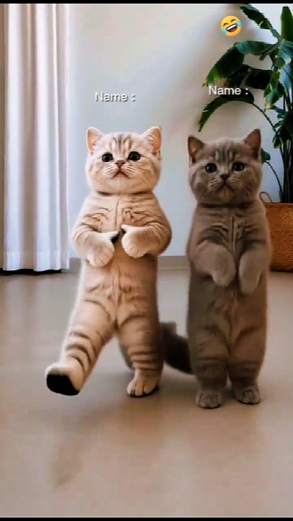 Dancing Cat Trend