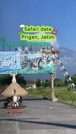 Safari date