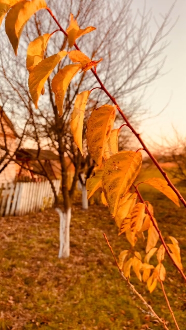 autumn daily