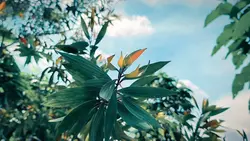 cinematic 
