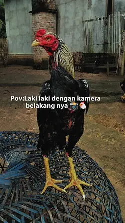 1 klip story ayam 