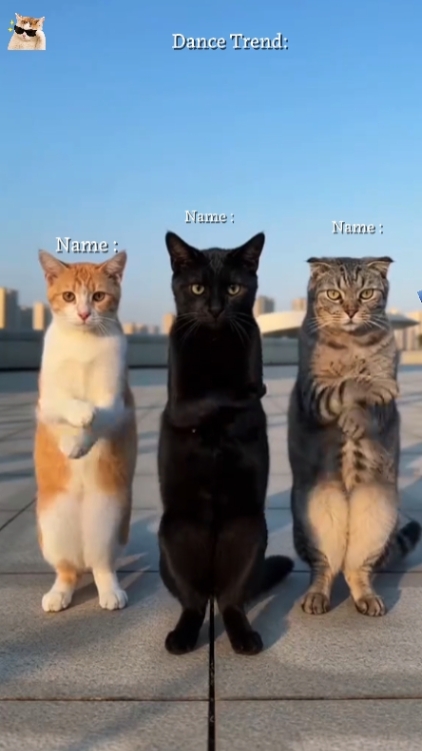 Dans Kedi Trendi
