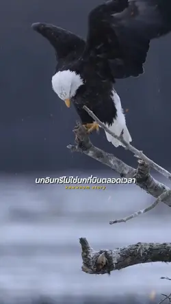 นกอินทรี