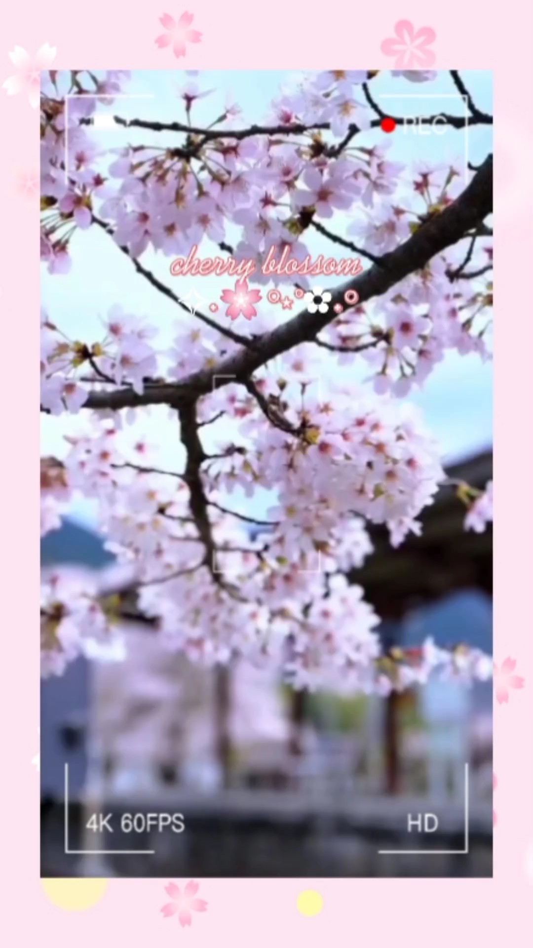 #13 cherry blossom 