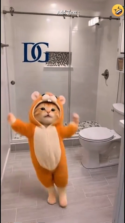 Komik Kedi