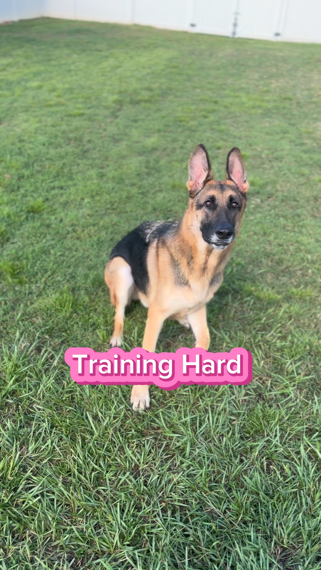Dog Training 