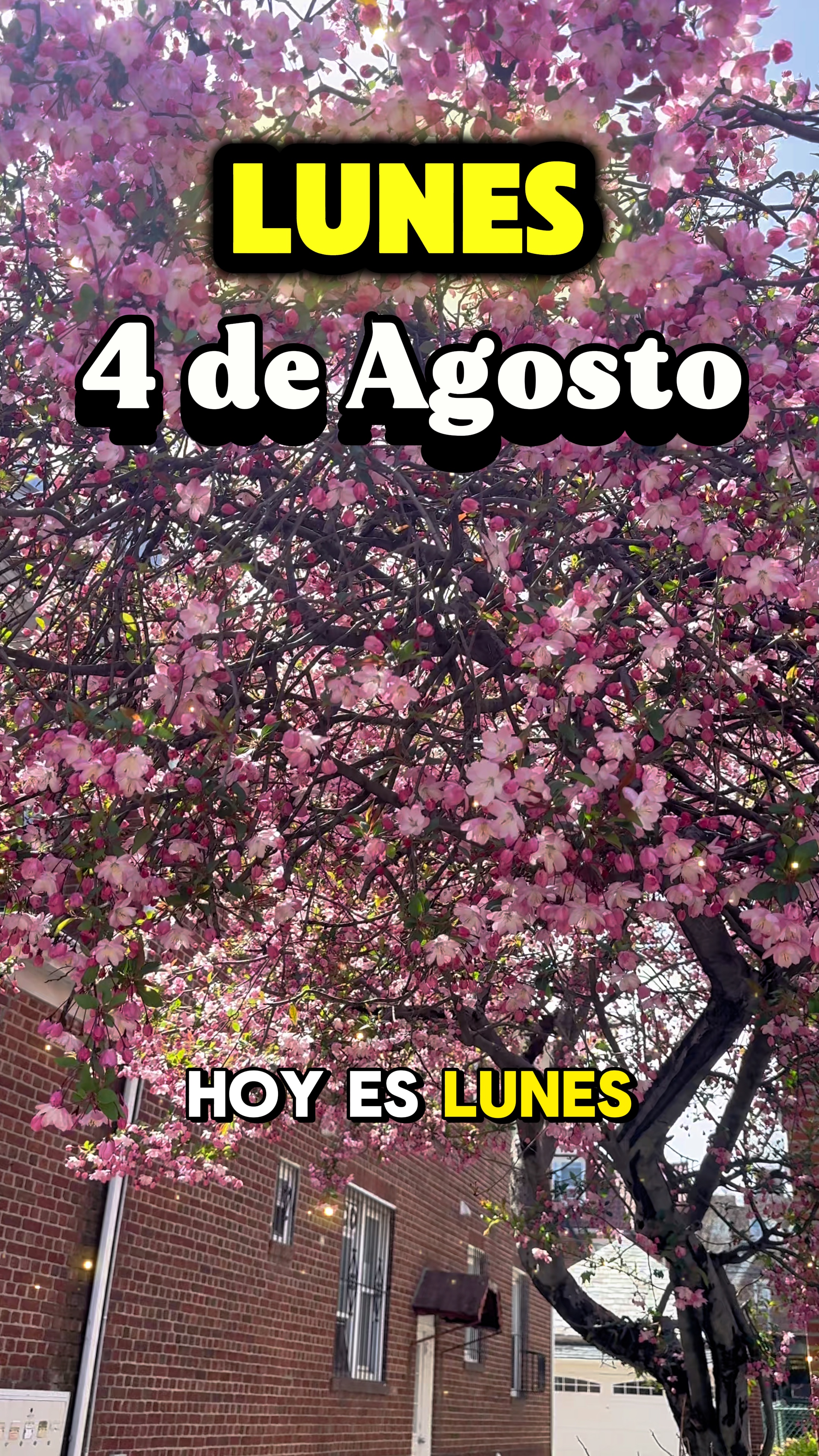 Lunes 4 de Agosto 