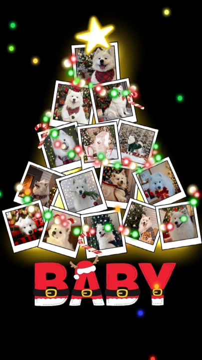 Christmas pet