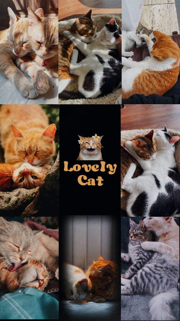 Gato adorável