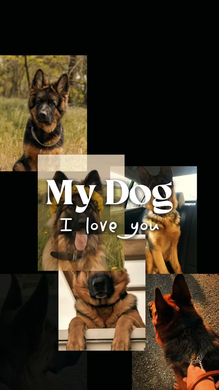 Köpeğim şablonları 
