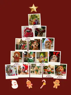 Christmas fun