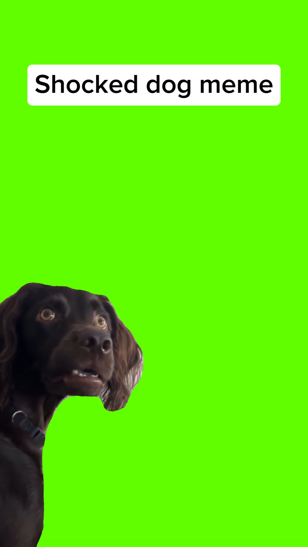 Perro sorprendido - remake