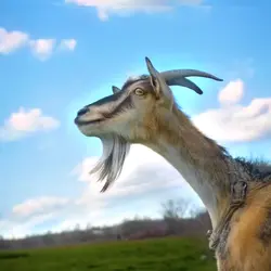 GOAT