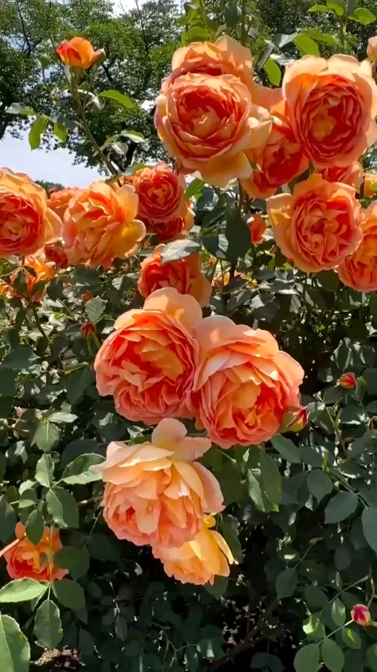 Amante De Las Flores 