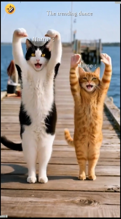 Dance Cat Trend