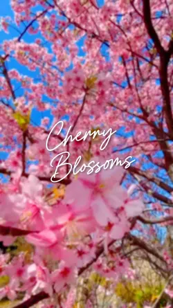 Cherry Blossoms