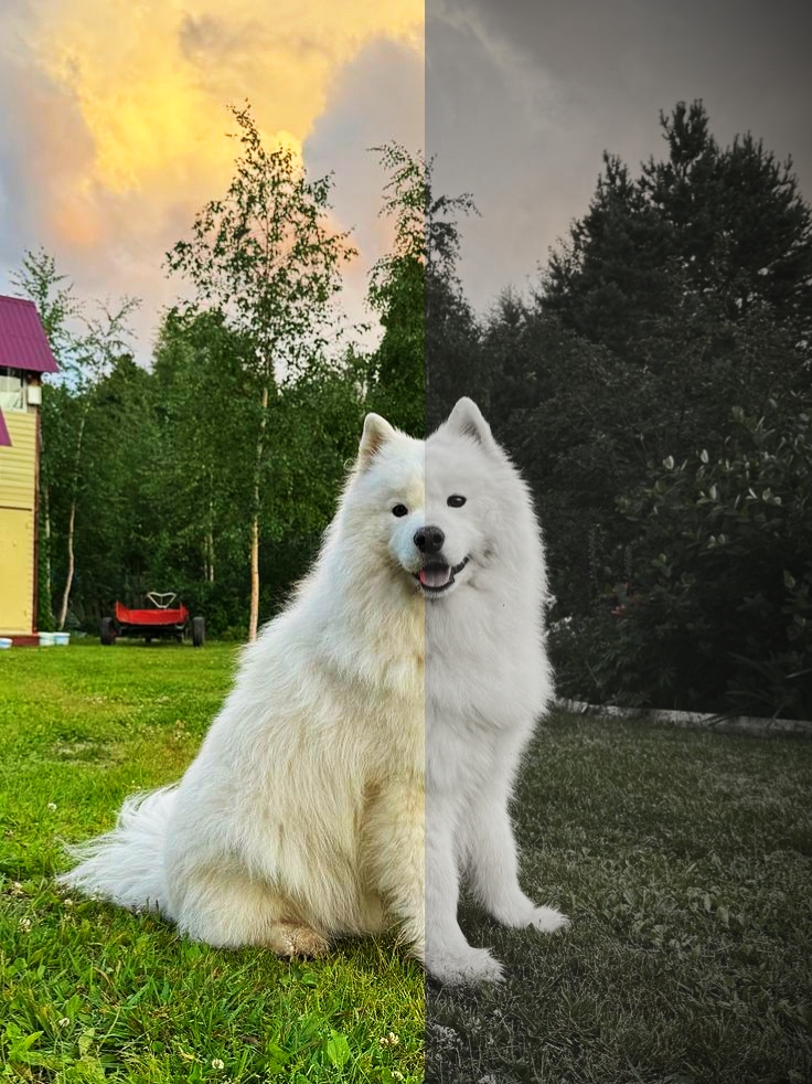 cute dog