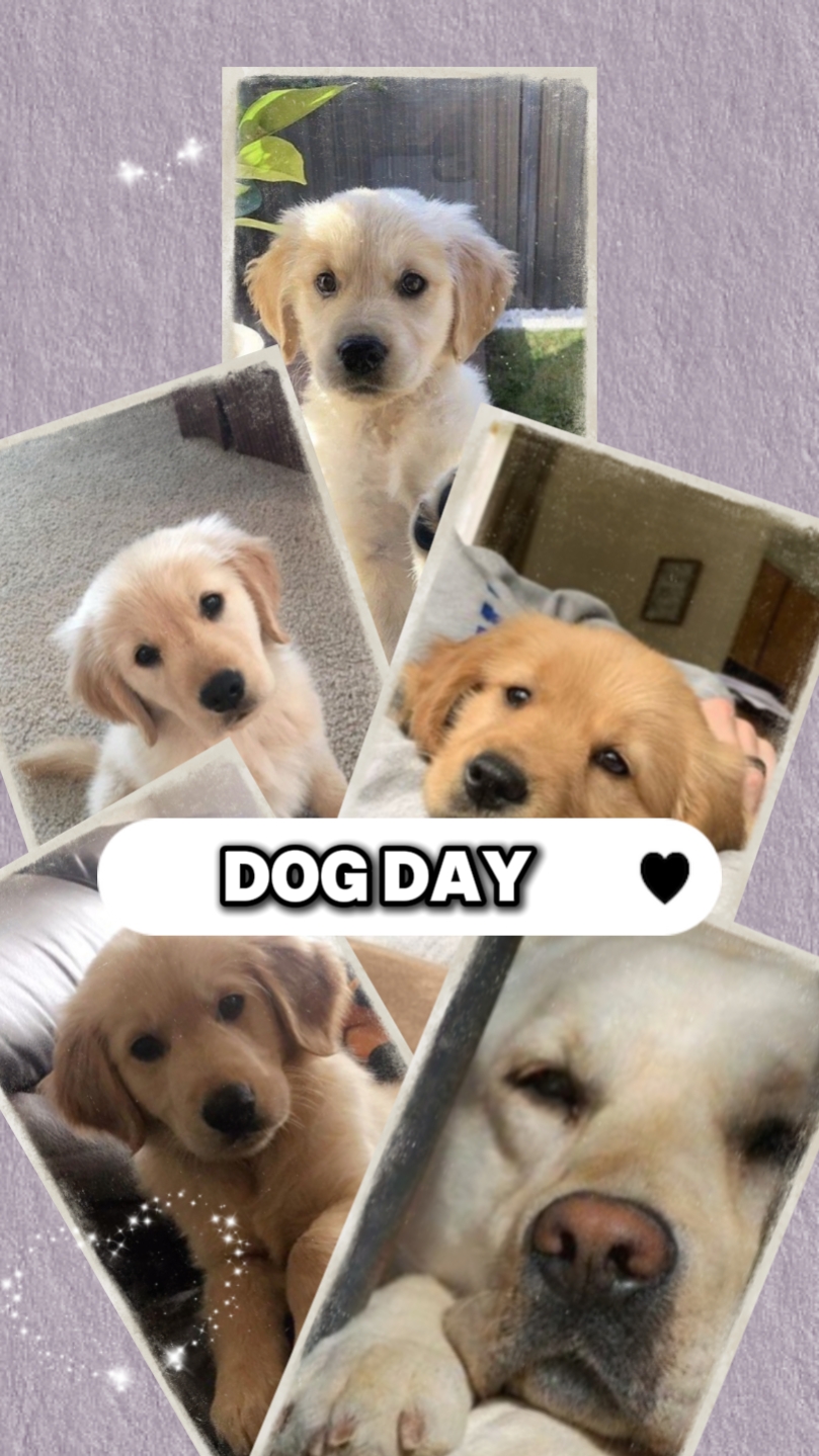 Día del perro