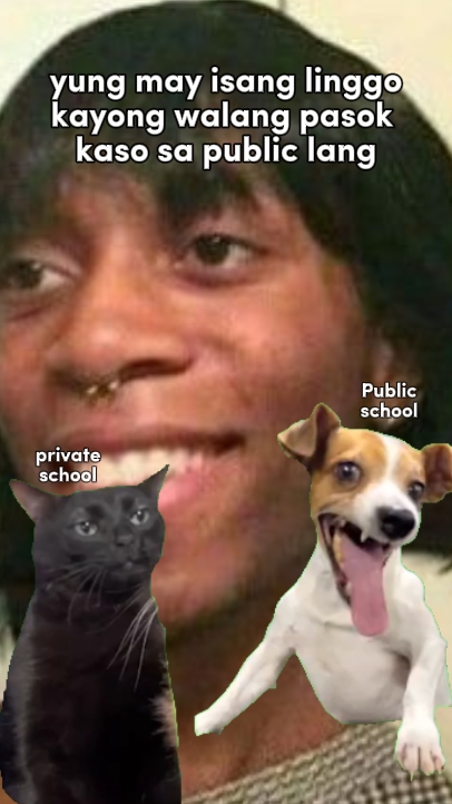 Dogcat