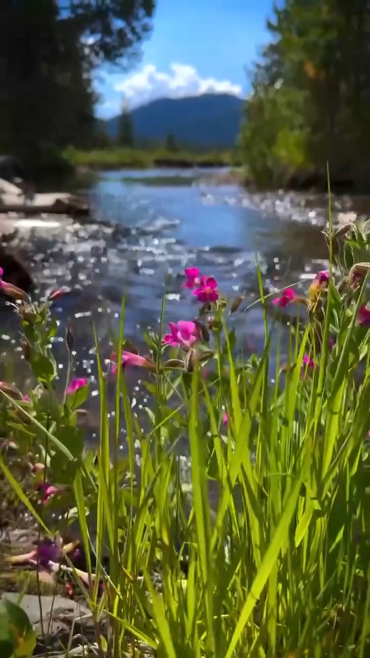 Aesthetic Spring 