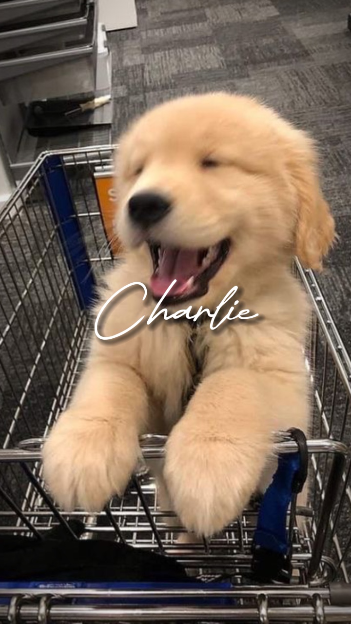YOUR PET ❤️