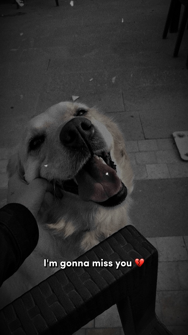 보고싶다💔🐾