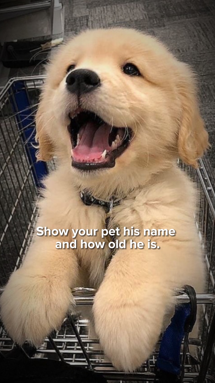 Pets❤️‍🩹