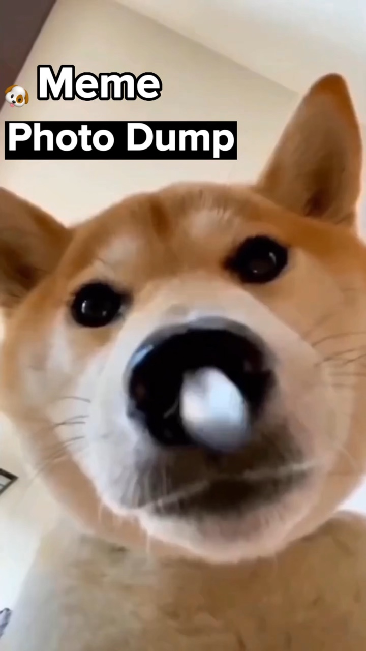 Pengantar Meme 🐶