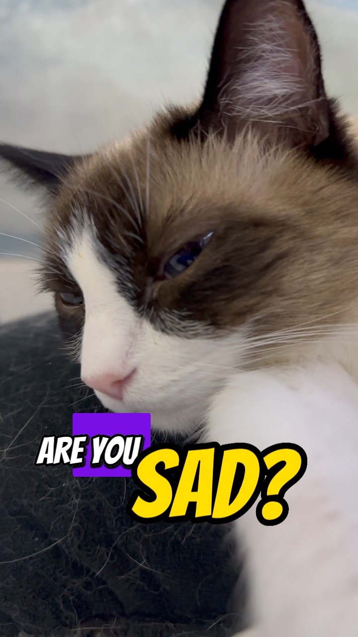 Are You Sad?!