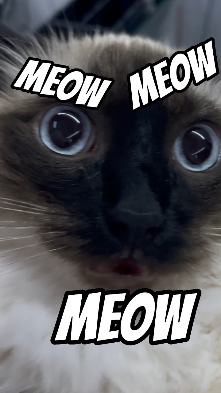 Miaou, miaou, miaou 
