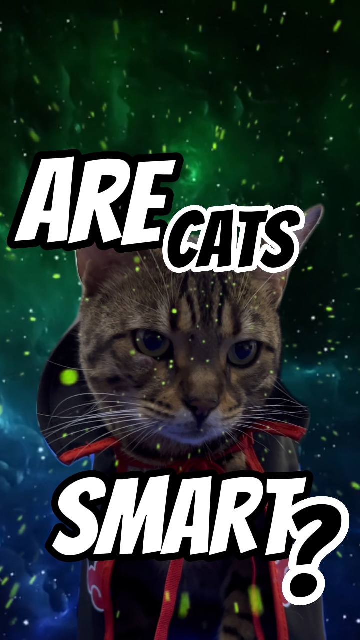 Are cats Smart?!