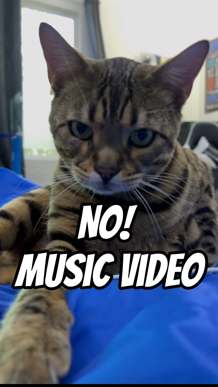 Hayır: kedi müzik videosu