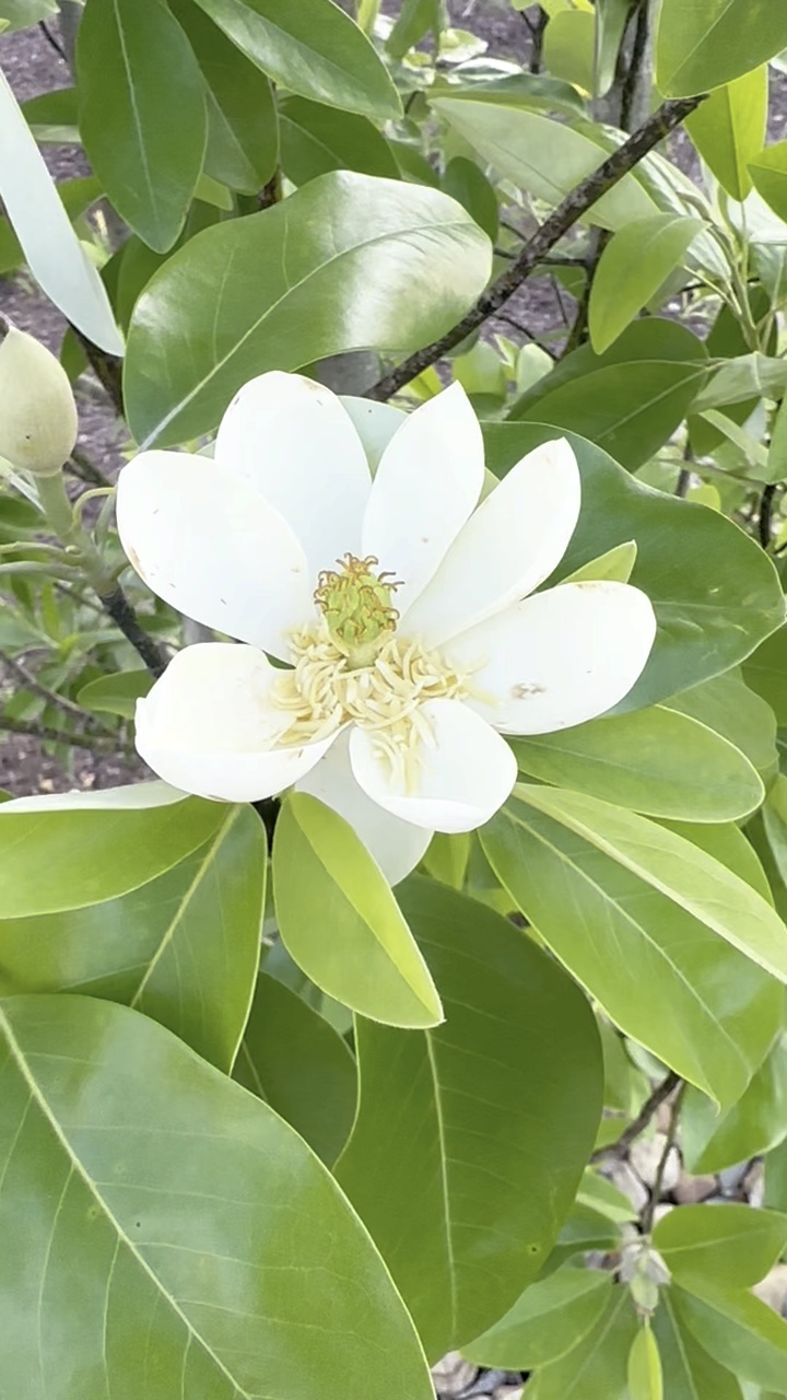 Flor Branca