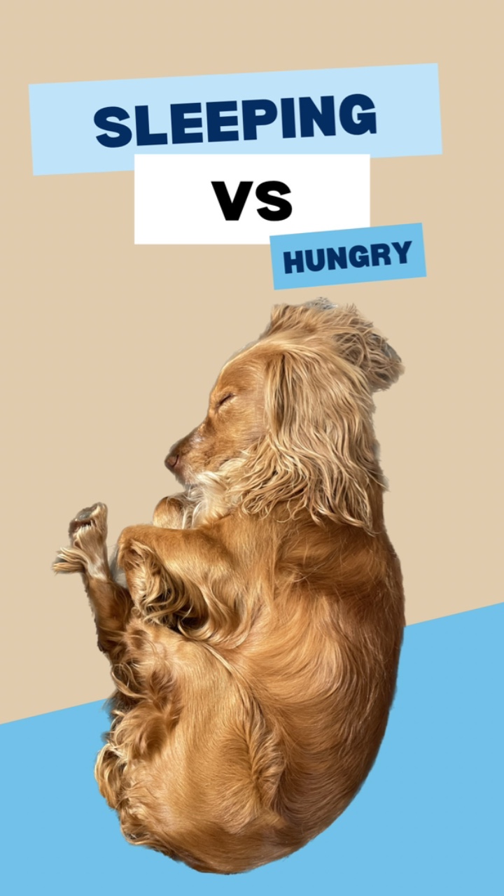 Dormir vs Com Fome