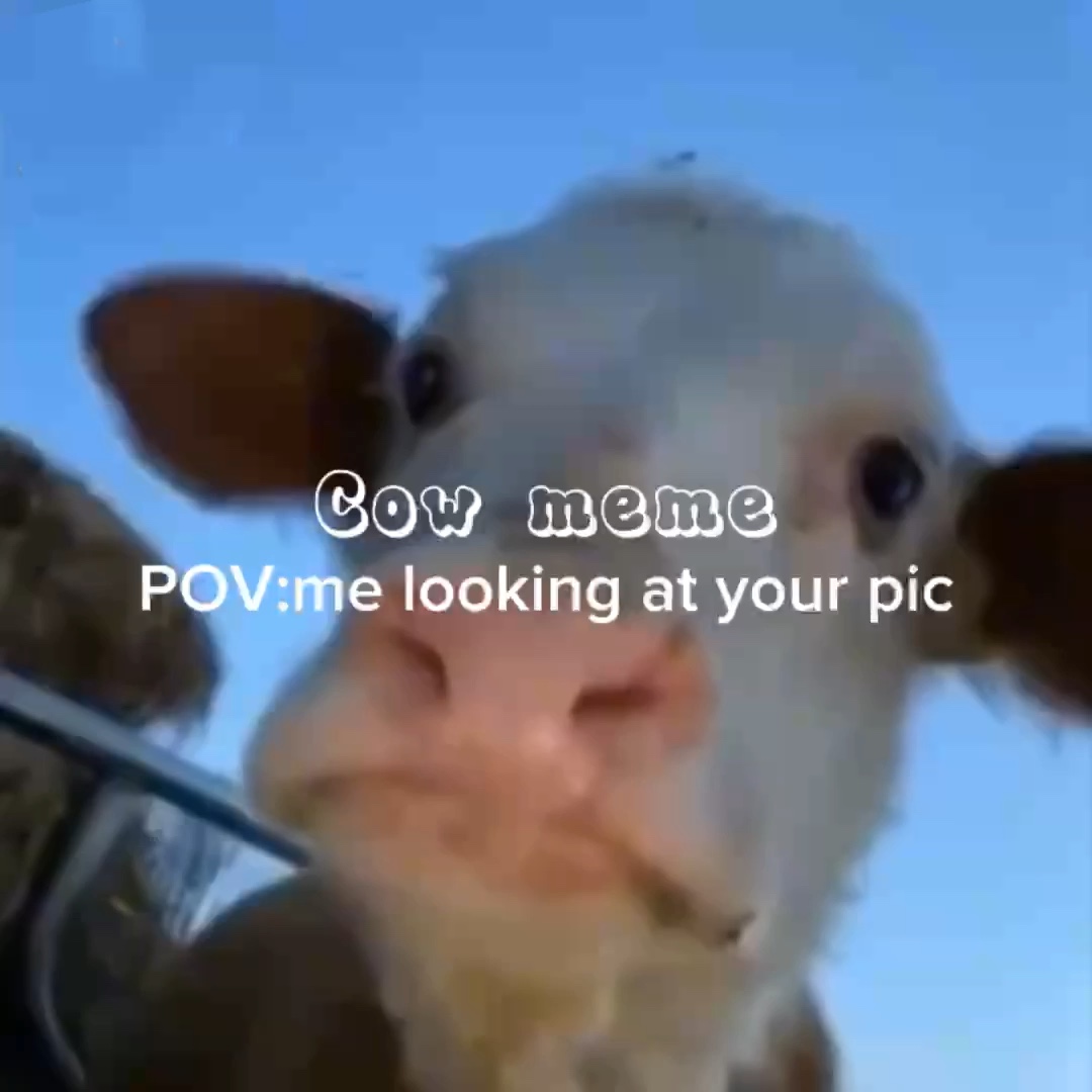 Meme de vaca🐮
