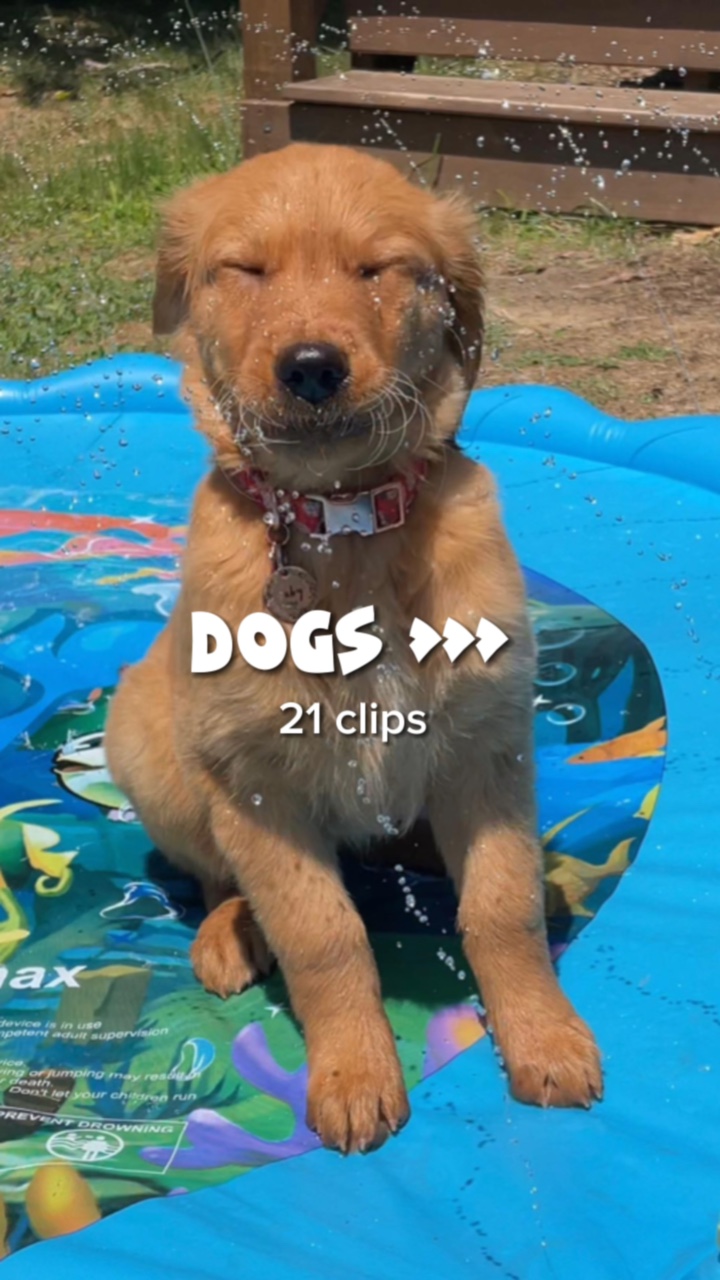 Köpekler > > >