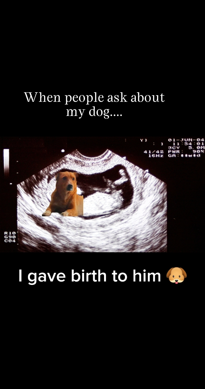 My Dog 
