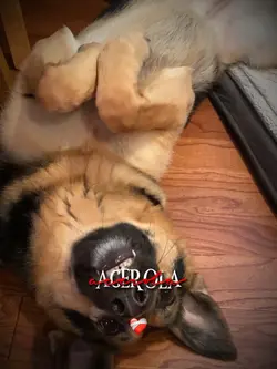 Meu coração acerola💝