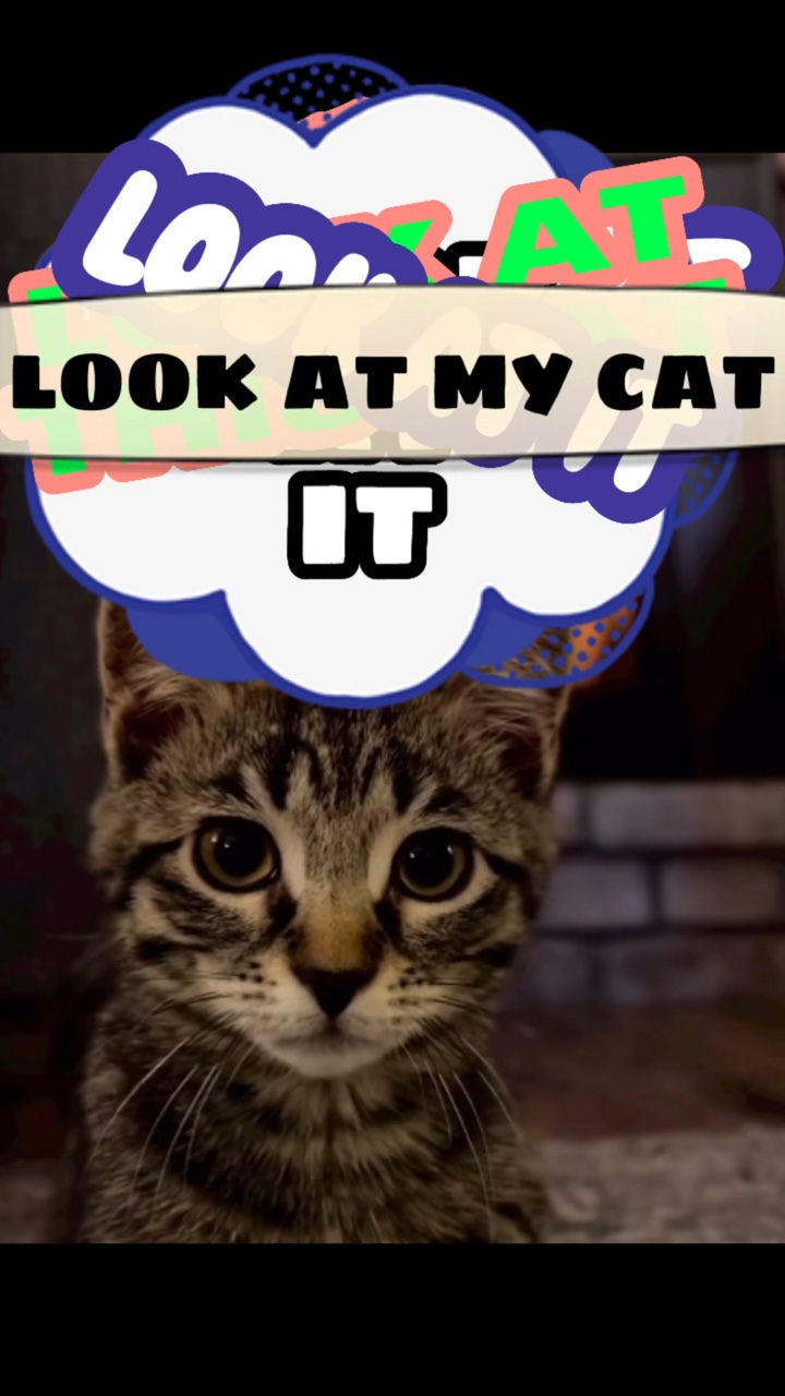 Look At My Cat