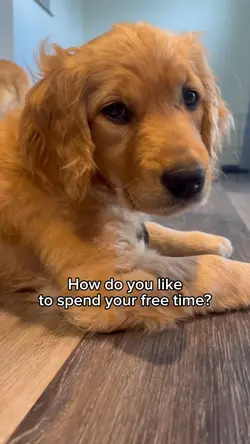 Pets / Free Time